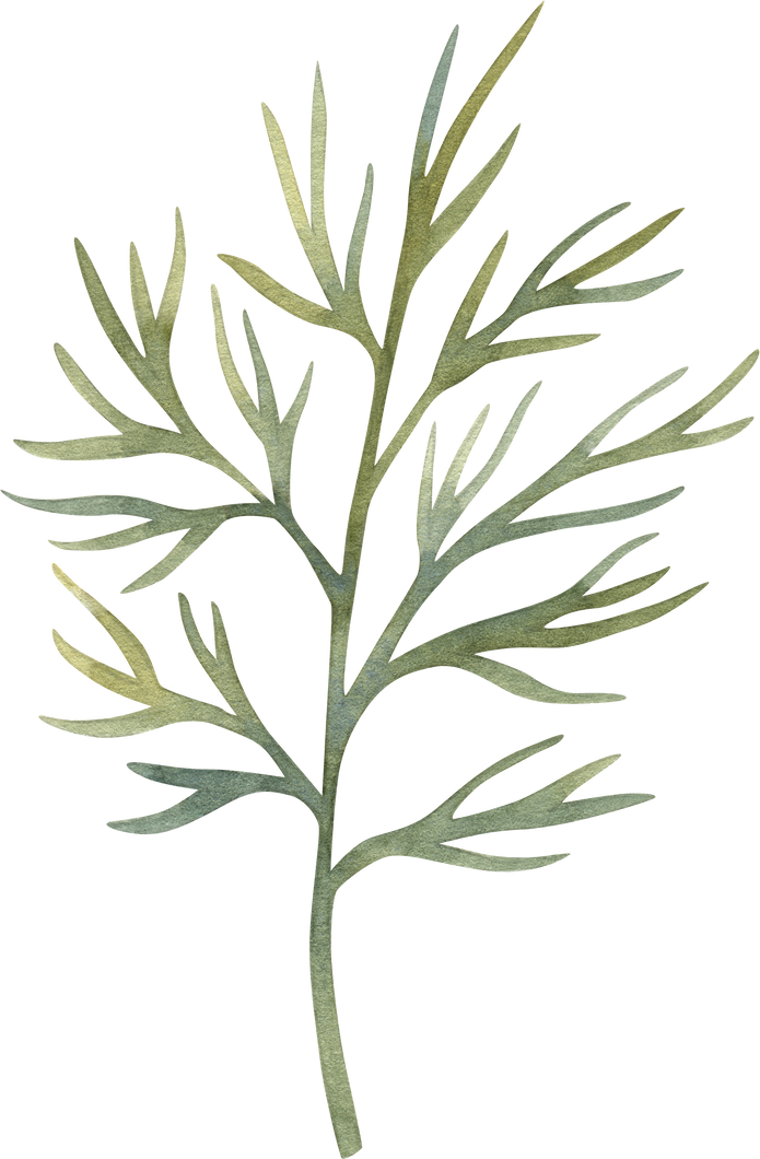 Watercolor Dill Herb Illustration