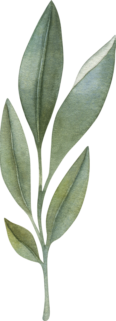 Watercolor Sage Herb Illustration